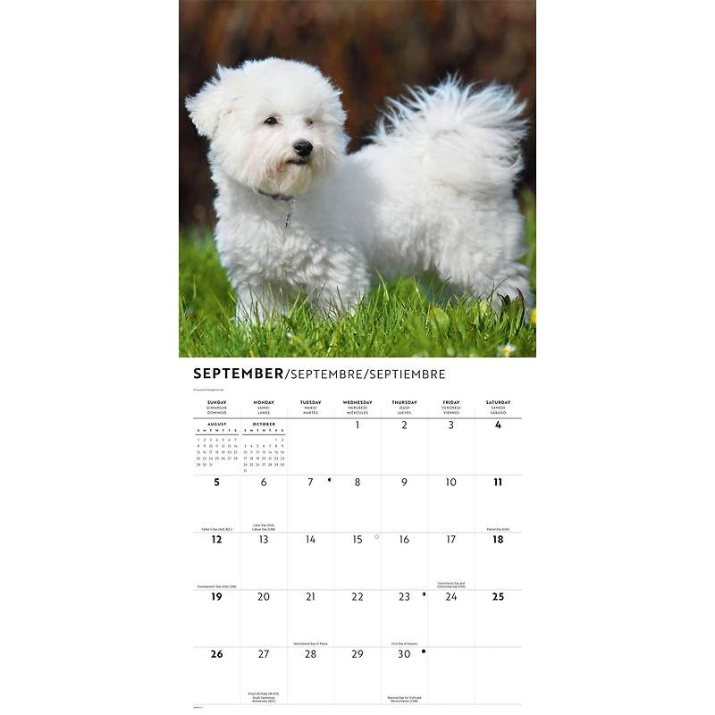 Bichon Frise 2027 Wall Calendar