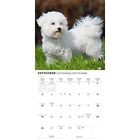 Bichon Frise 2027 Wall Calendar