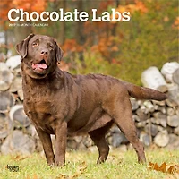 Chocolate Labs 2027 Wall Calendar