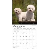 Bichon Frise 2027 Wall Calendar - Online Only