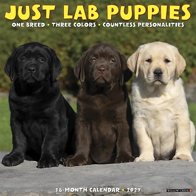 Lab Puppies 2027 Wall Calendar