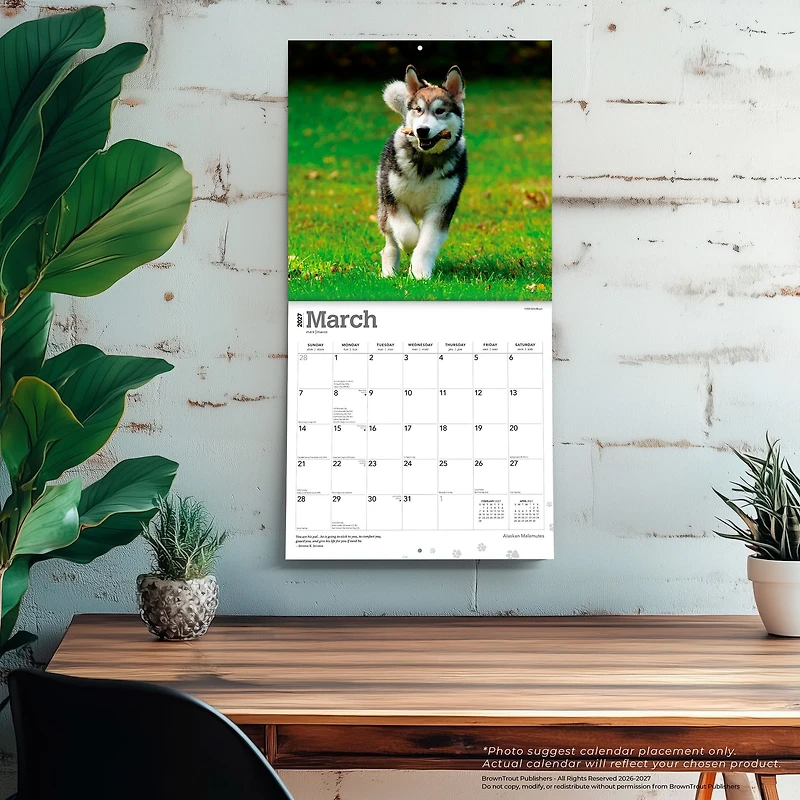 Alaskan Malamutes 2027 Wall Calendar