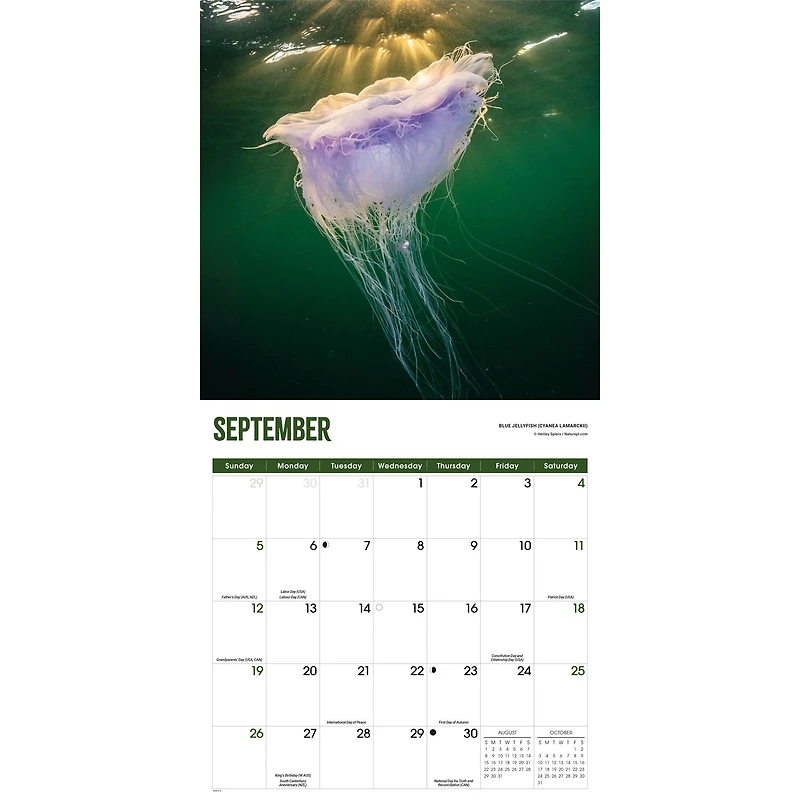 Jellyfish 2027 Wall Calendar