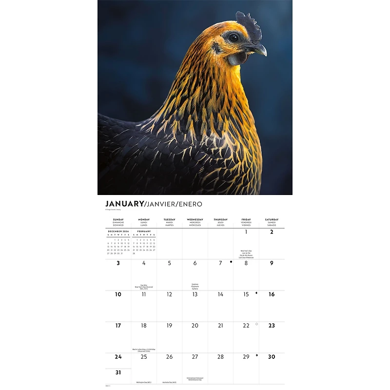 Chickens 2027 Wall Calendar