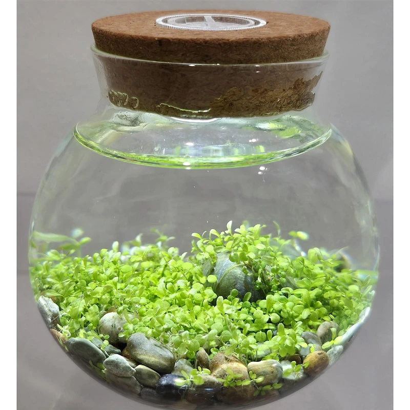 WaterPlants