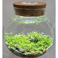 WaterPlants