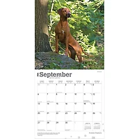 Rhodesian Ridgebacks 2026 Wall Calendar