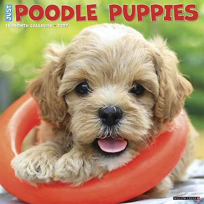 Poodle Puppies 2027 Wall Calendar - Online Only