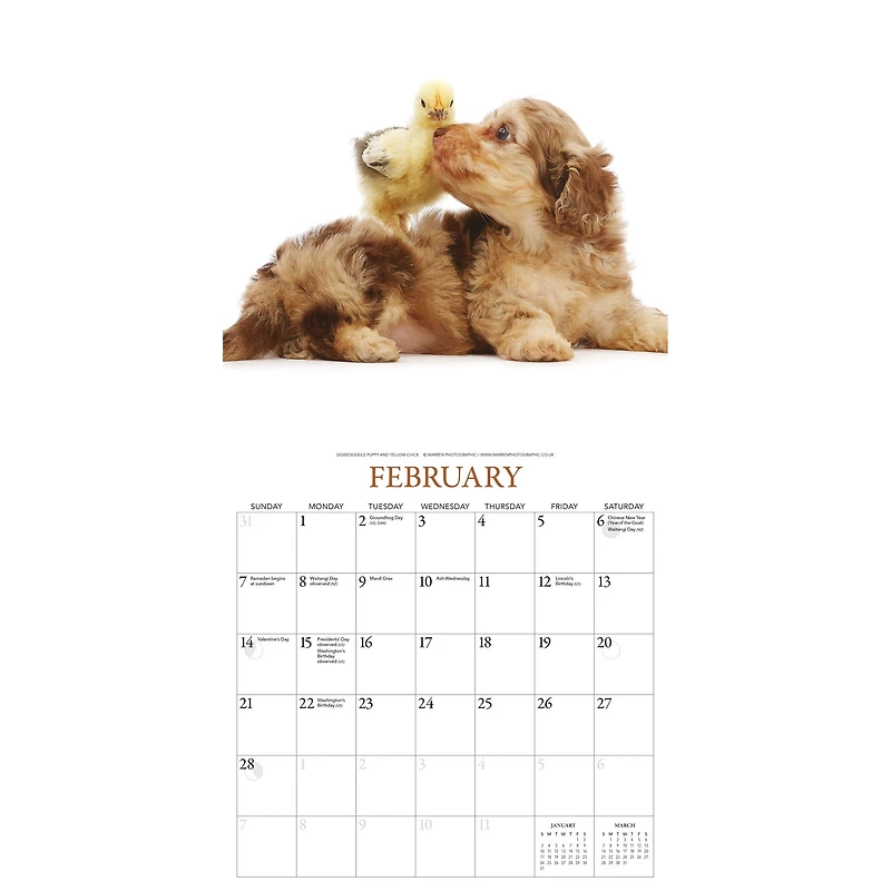 Puppies and Friends 2027 Wall Calendar