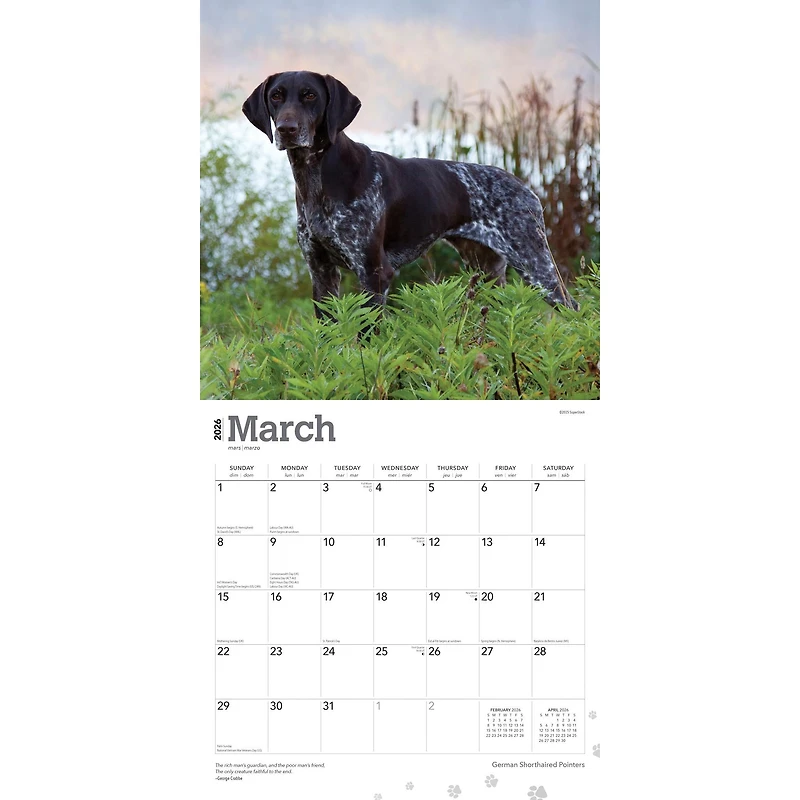 German Shorthaired Pointers 2026 Wall Calendar