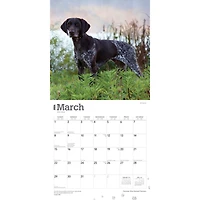 German Shorthaired Pointers 2026 Wall Calendar