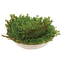 Dinosaur Plant