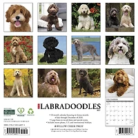Labradoodles 2027 Wall Calendar