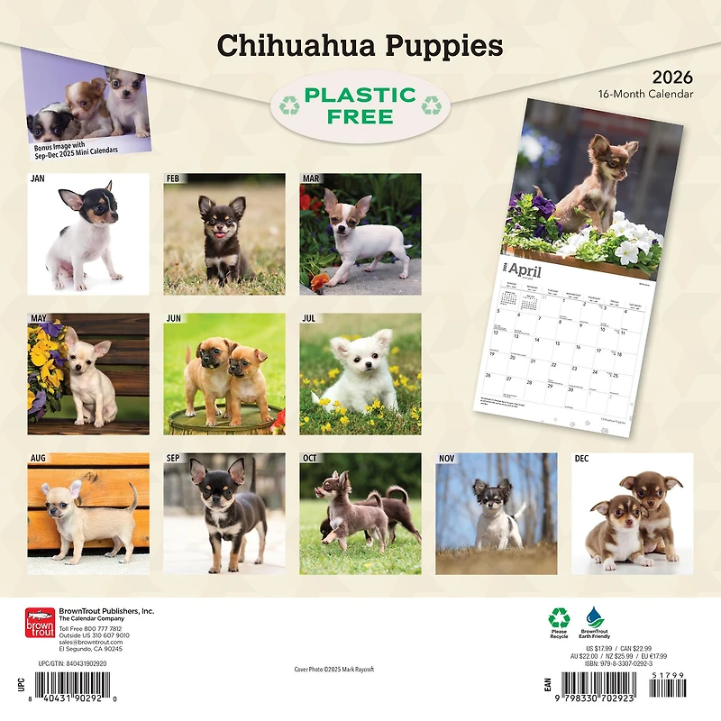 Chihuahua Puppies 2026 Wall Calendar