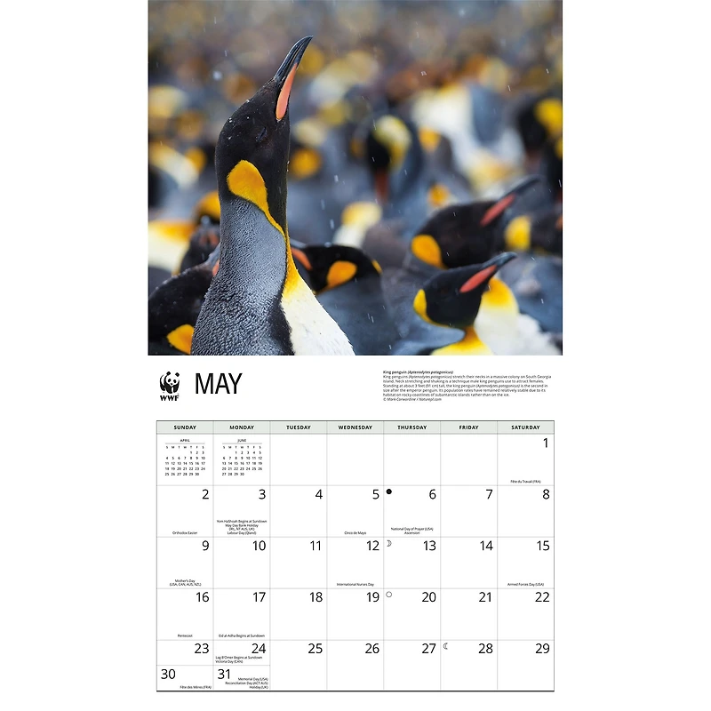 World Wildlife Fund Penguins 2027 Wall Calendar