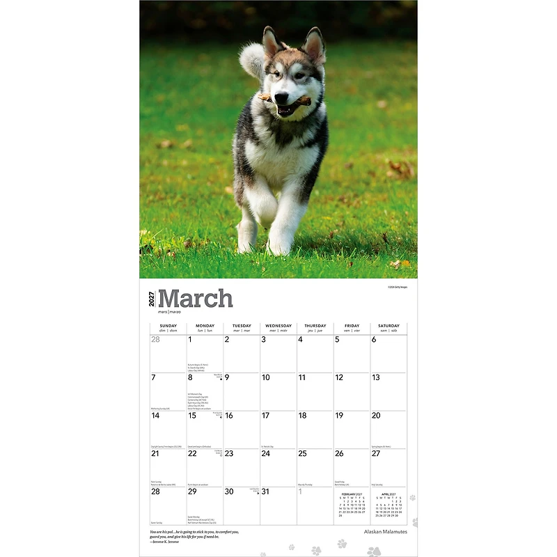 Alaskan Malamutes 2027 Wall Calendar