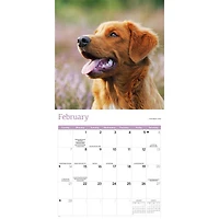 Nova Scotia Duck Tolling Retriever 2027 Wall Calendar
