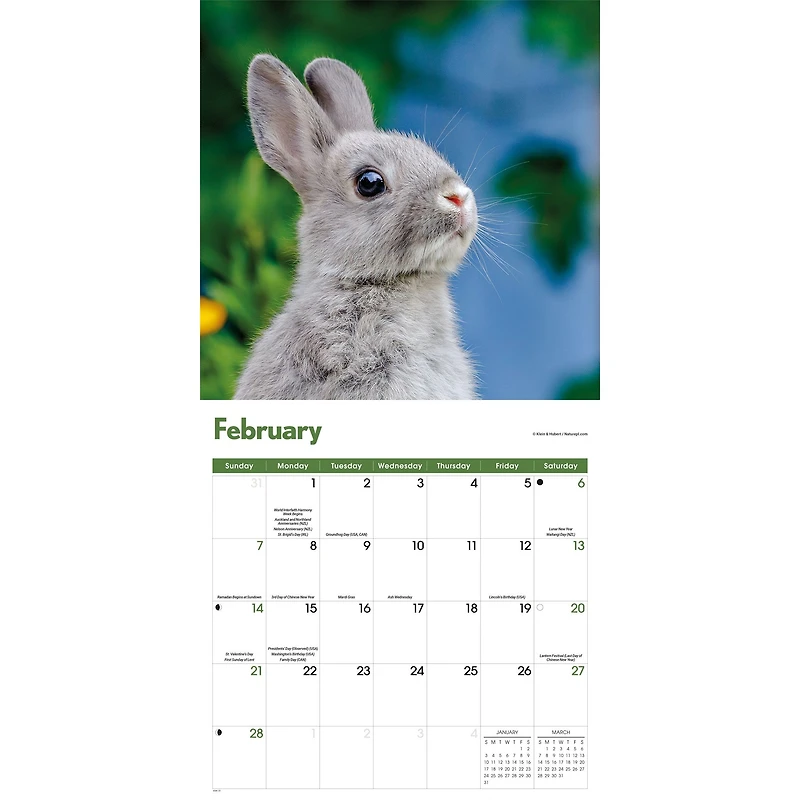 Rabbits 2027 Wall Calendar