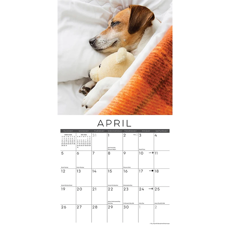 Naptime Dogs And Puppies 2026 Wall Calendar