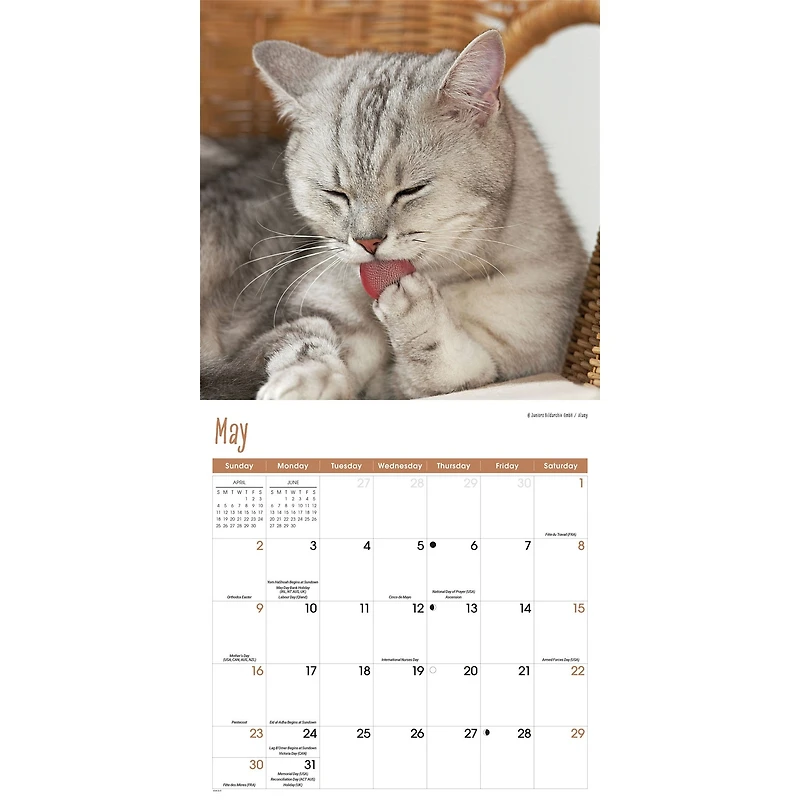 Cats 2027 Wall Calendar