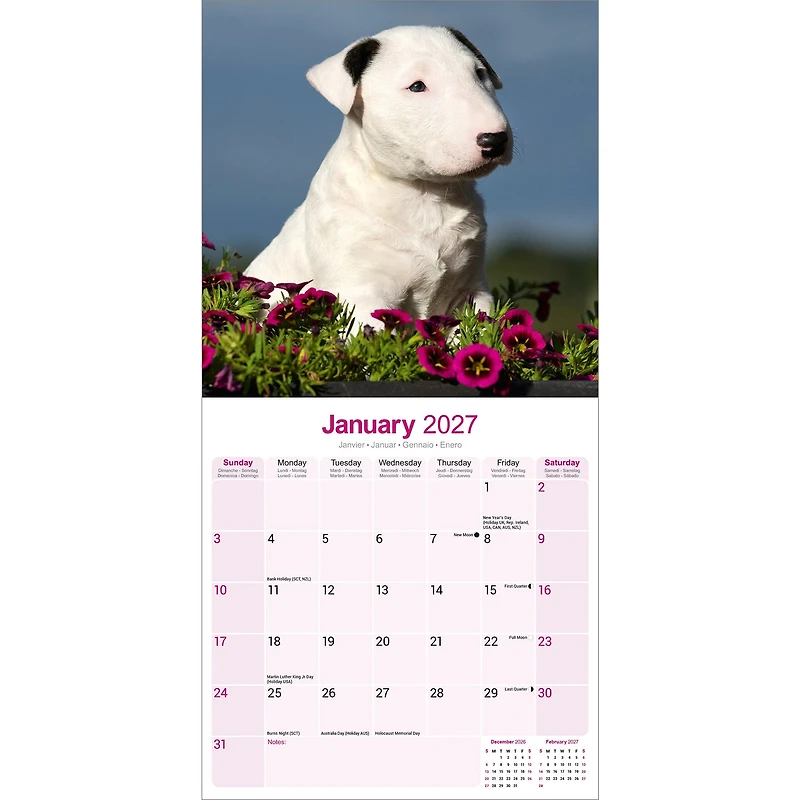 Bull Terriers 2027 Wall Calendar