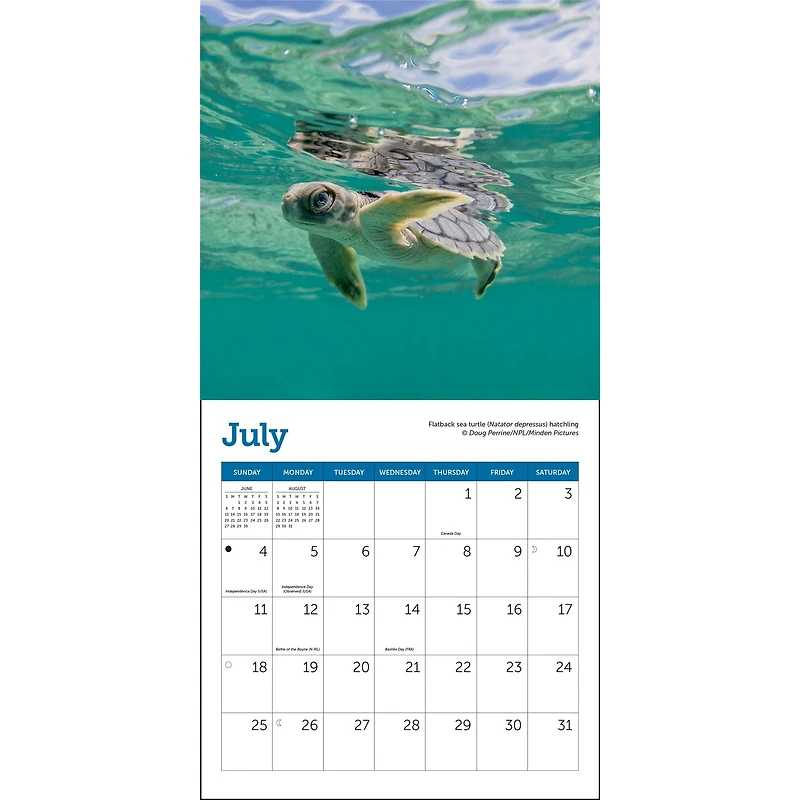 Sea Turtles 2027 Mini Calendar
