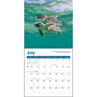Sea Turtles 2027 Mini Calendar