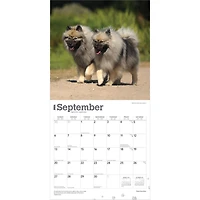 Keeshonden 2026 Wall Calendar