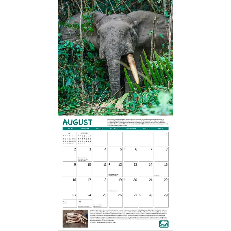Project Green 2026 Wall Calendar