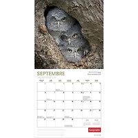 Canadian Geographic La Faune 2026 Wall Calendar (French)