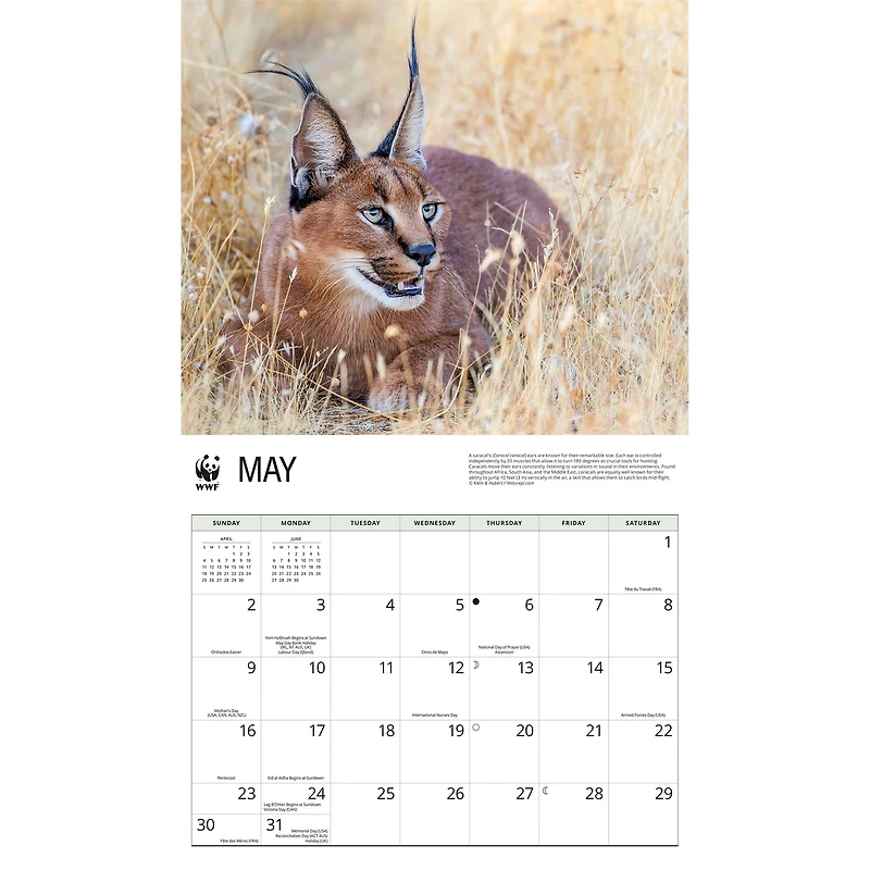 World Wildlife Fund Wild Cats 2027 Wall Calendar