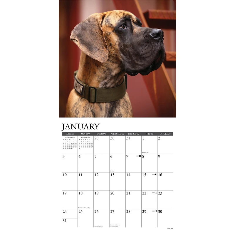 Great Danes 2027 Wall Calendar
