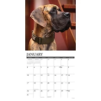 Great Danes 2027 Wall Calendar