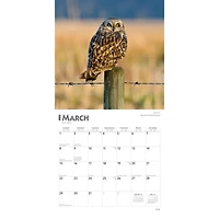 Owls 2026 Wall Calendar - Online Only