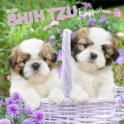 Shih Tzu Puppies 2026 Wall Calendar