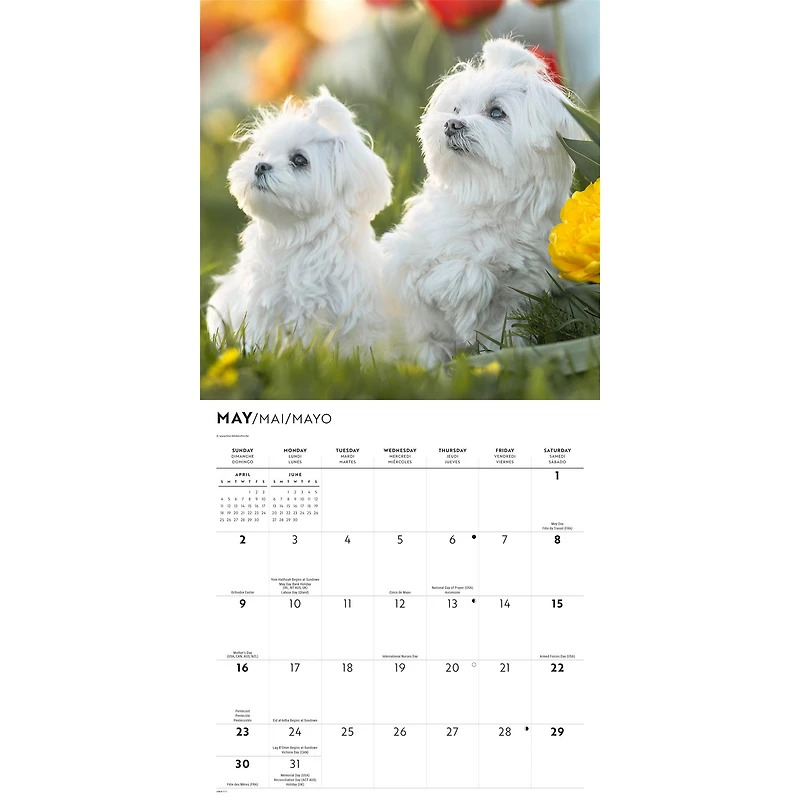 Maltese 2027 Wall Calendar