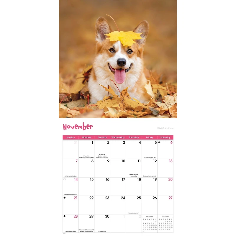 Playful Puppies 2027 Wall Calendar