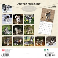 Alaskan Malamutes 2026 Wall Calendar