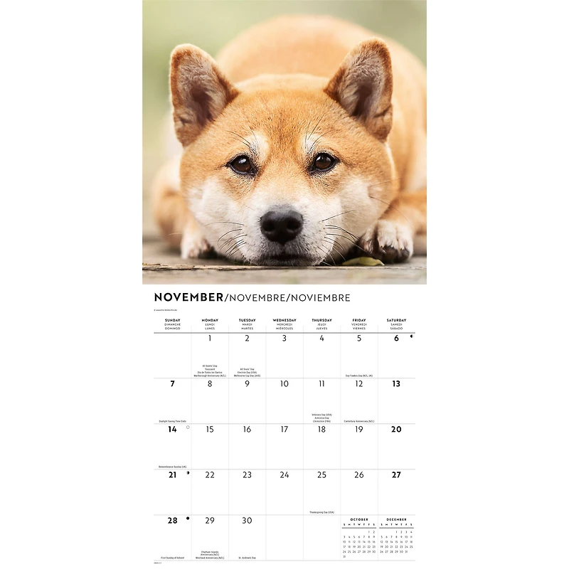 Shiba Inu 2027 Wall Calendar