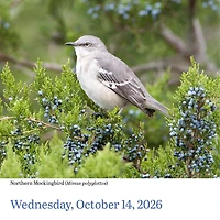 Audubon Birds 2026 Box Calendar