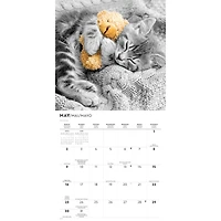 Cats 2027 Wall Calendar
