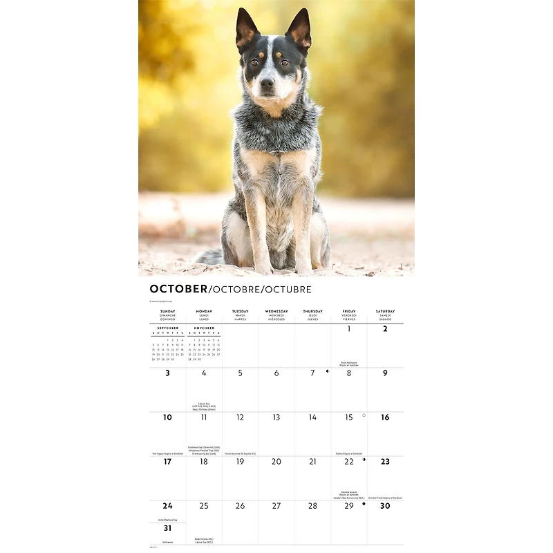 Australian Cattle Dogs 2027 Wall Calendar