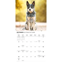 Australian Cattle Dogs 2027 Wall Calendar