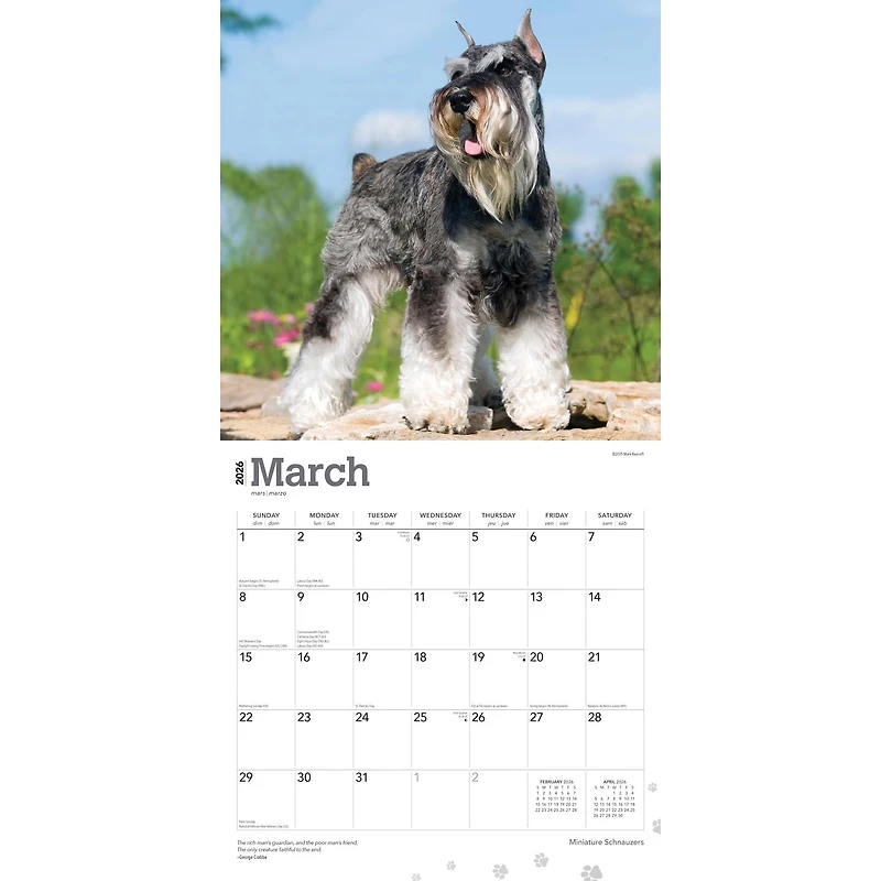 Miniature Schnauzers 2026 Wall Calendar