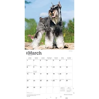 Miniature Schnauzers 2026 Wall Calendar