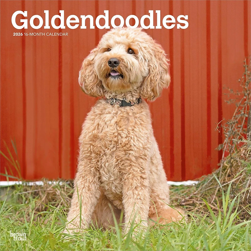 Goldendoodles 2026 Wall Calendar