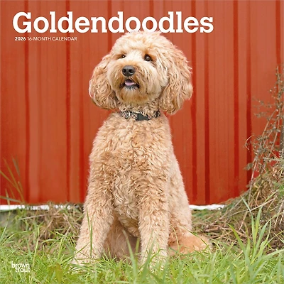 Goldendoodles 2026 Wall Calendar
