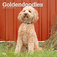 Goldendoodles 2026 Wall Calendar