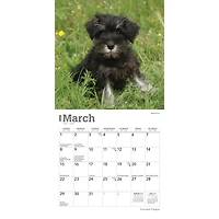 Schnauzer Puppies 2026 Mini Calendar