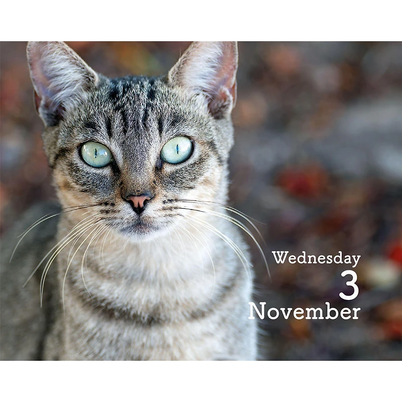 Cats 2027 Small Box Calendar